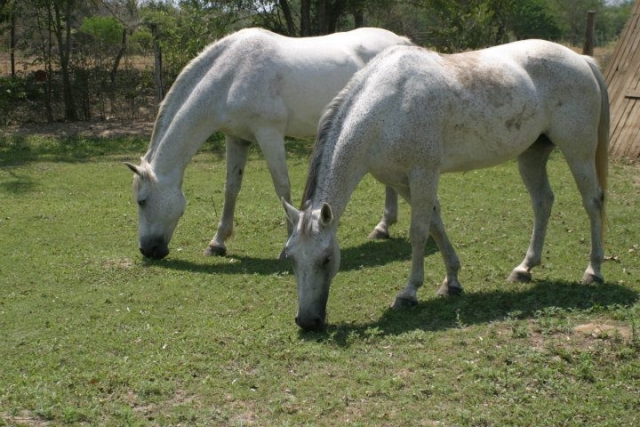 I nostri cavalli 